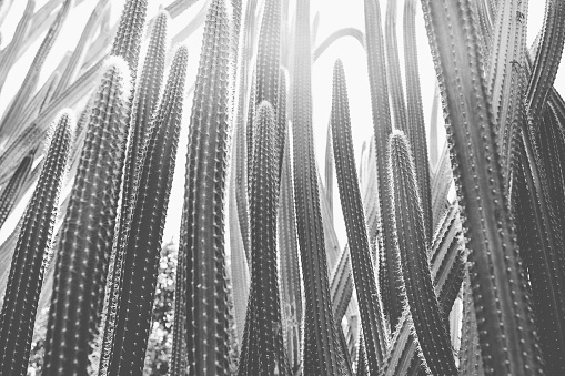 Long tall cactuses in a desert, California. Black and white background, sunlight. Selective soft focus. Social media hero header template.