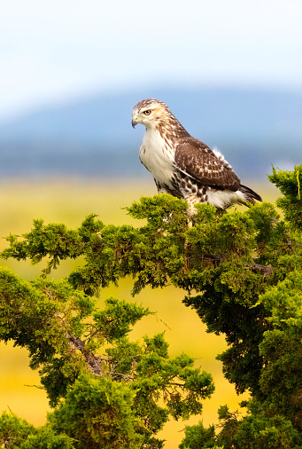 Red-tailed Hawk, Buteo jamaicensis, Parker River National Wildlife Refuge, Plum Island, Massachusetts