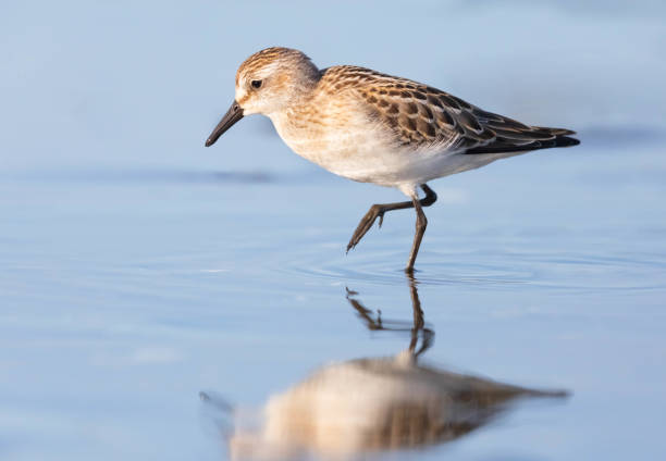 istock Sanderling Shorebird Foraging in an Estuary 1173465138