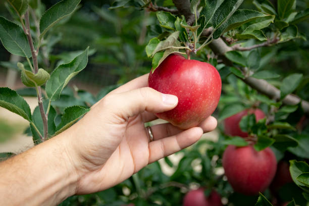 istock Hand picking ripe apple from the tree in an orchard 1173465501
