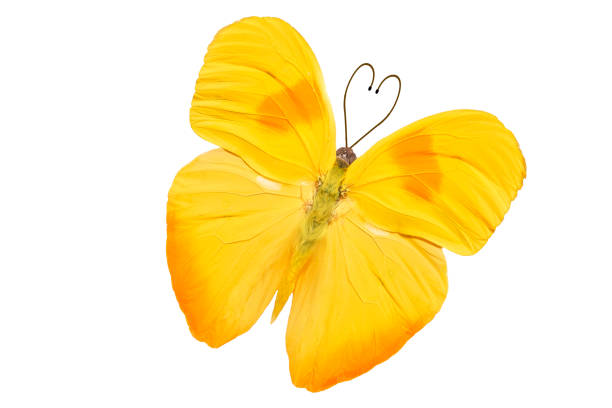 istock tropical butterfly with heart shaped antennas. isolated on white background 1173466223