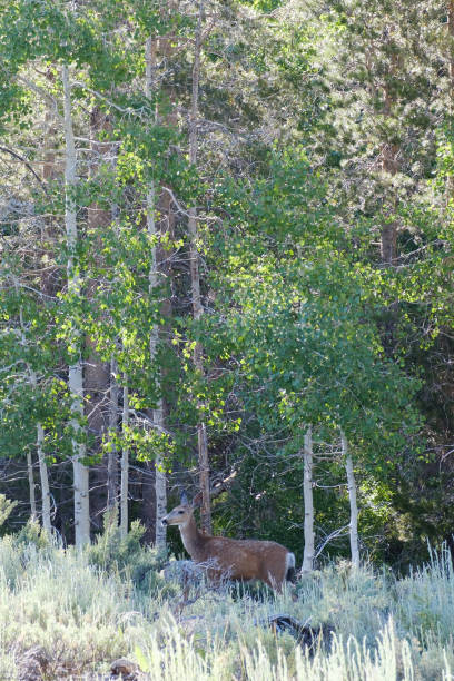 Deer Portrait stock photo