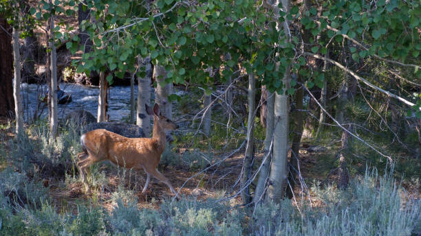 Deer Portrait stock photo