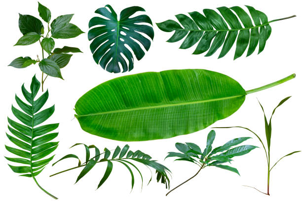 istock Different tropical leaves isolate on white background with clipping path included. Tropic green banana leaf, palm, jungle plant, monstera vegetation foliage for design elements, summer background. 1173467923