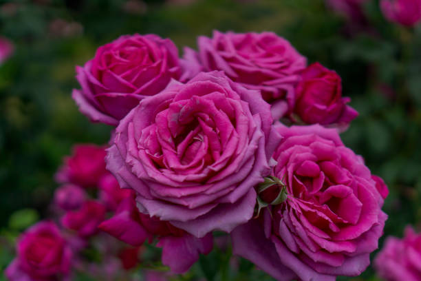 istock Group of Magenta Roses 1173468580