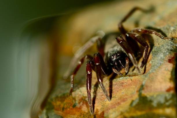 a close-up photo of a white-tailed spider (lampona cylindrata). they are vagrant hunters that seek out and envenom prey rather than spinning a web to capture it; their preferred prey is other spiders. shallow depth of field; dark background - white animal eye arachnid australia imagens e fotografias de stock