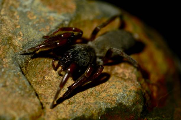 a close-up photo of a white-tailed spider (lampona cylindrata). they are vagrant hunters that seek out and envenom prey rather than spinning a web to capture it; their preferred prey is other spiders. shallow depth of field; dark background - white animal eye arachnid australia imagens e fotografias de stock