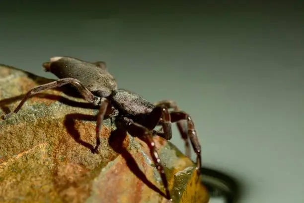 Photo of A close-up photo of a White-tailed spider (Lampona cylindrata). They are vagrant hunters that seek out and envenom prey rather than spinning a web to capture it; their preferred prey is other spiders. Shallow depth of field; dark background