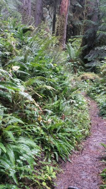 istock Wall of deer fern 1173468945