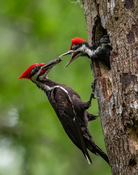 istock Pileated Woodpecker Portrait 1173474224