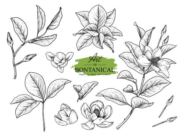 Print Sketch Floral Botany Collection. Magnolia flower drawings. Black and white with line art on white backgrounds. Hand Drawn Botanical Illustrations.Vector. a bunch of flowers clip art stock illustrations