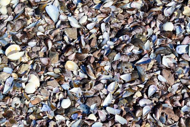 istock Broken conches in the beach of Antofagasta, Chile 1173475533