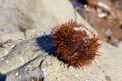 A chilean red sea urchin (Loxechinus albus) on a rock on the shore of Antofagasta, Chile.