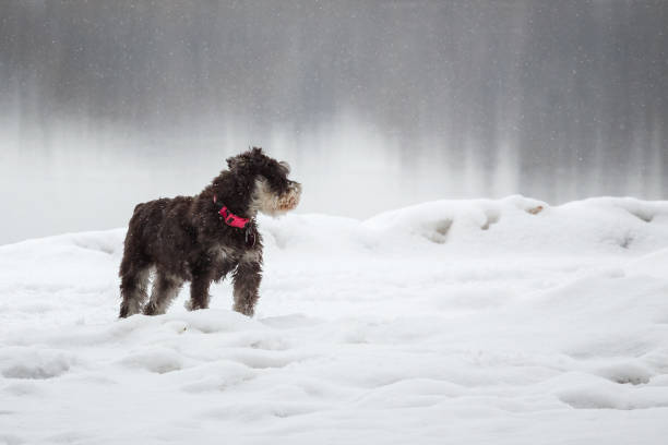 istock Mini Schnauzer Dog Standing In Winter Snow 1173477467