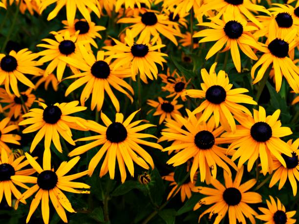 istock Sea of yellow 1173478426