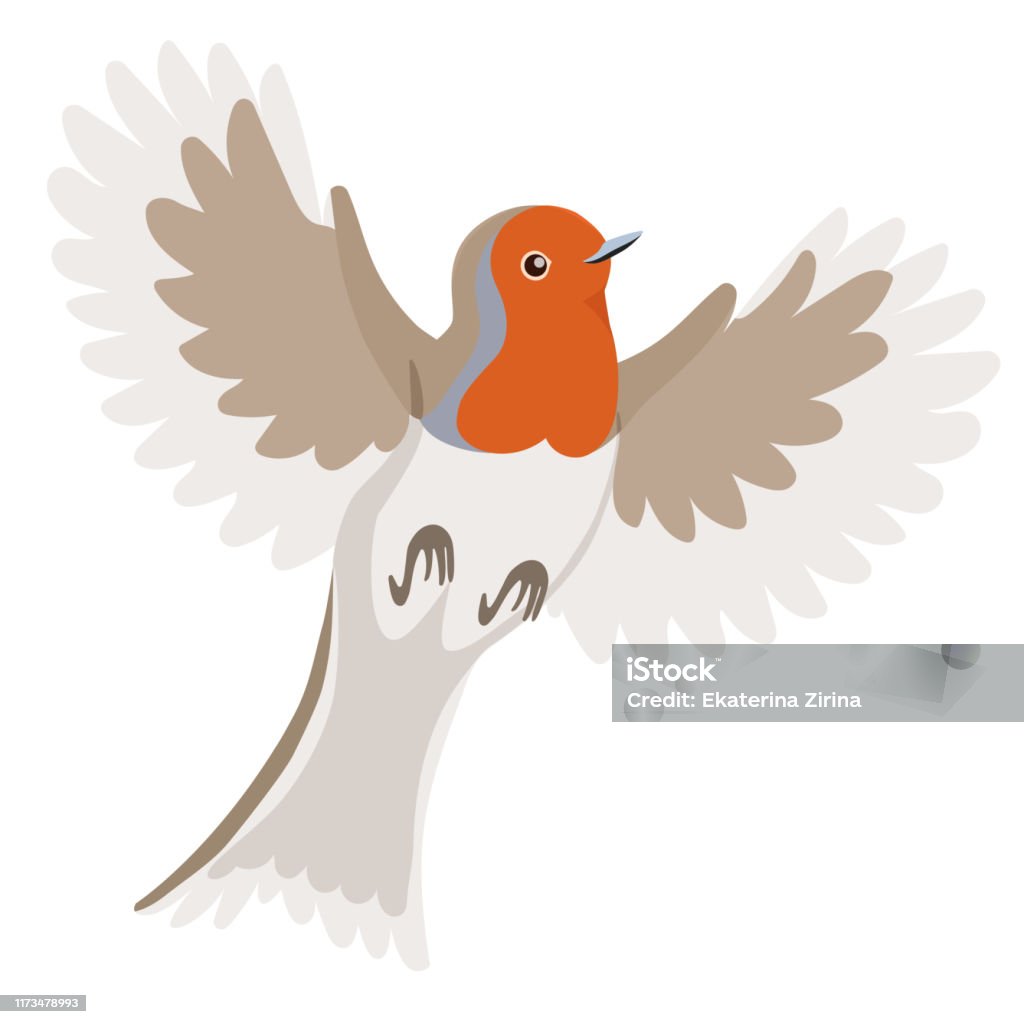 Robin In Flight Outline Robin Bird In Flight Isolated On A White Background Vector Image Stock ...
