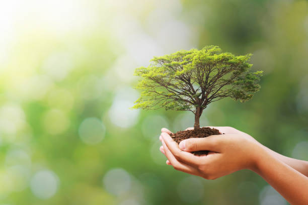 istock hand holding tree on blur green nature background. concept eco earth day 1173480446