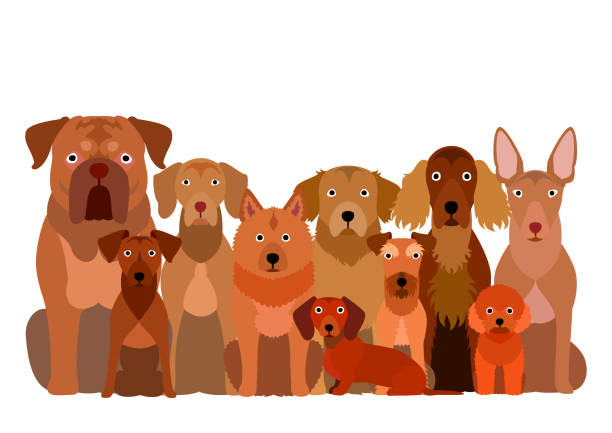 group of  brown dog group of  brown dog finnish spitz stock illustrations