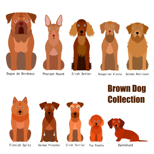 collection of  brown dog collection of  brown dog finnish spitz stock illustrations