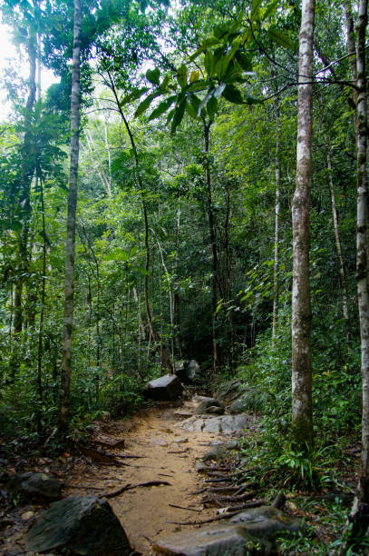 istock Road in the jungle 1173482747