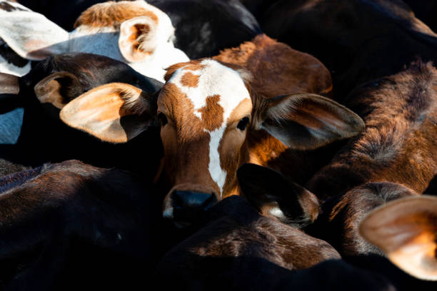 istock Cattle herd in confinement place. Braford 1173483059