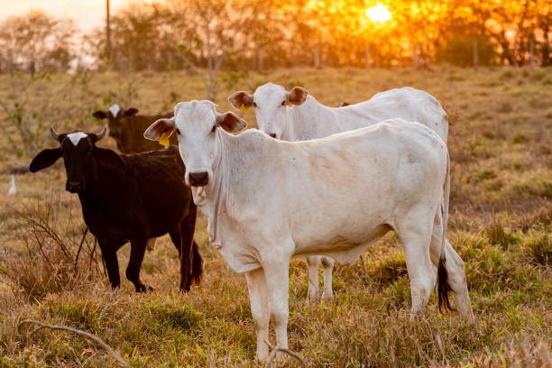 istock Small herd of cattle outdoors on a rural farm. Sunset light. Nellore 1173483084