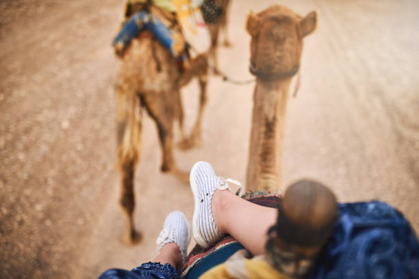 nessun veicolo, nessun problema - camel smiling israel animal foto e immagini stock