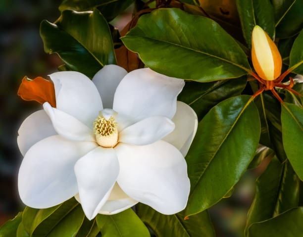 istock magnolia flower closeup 1173484958