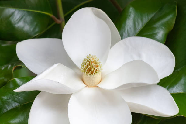 istock magnolia flower closeup 1173484989