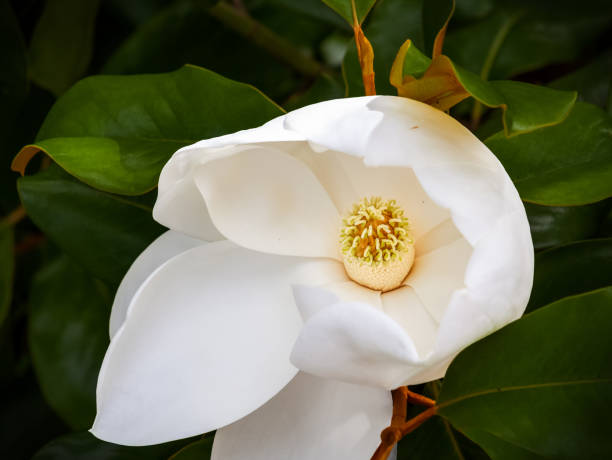 istock magnolia flower closeup 1173485026