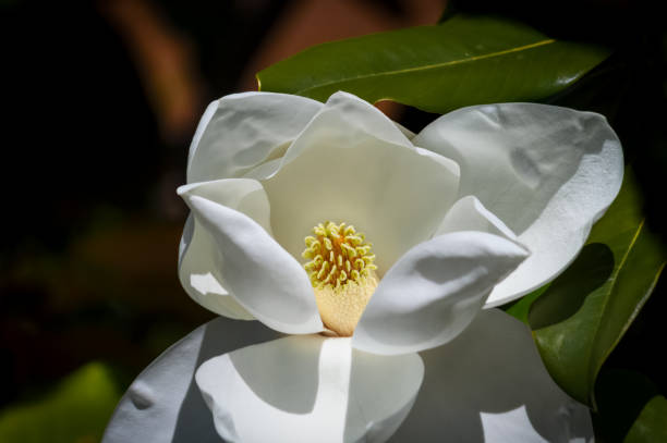 istock magnolia flower closeup 1173485042