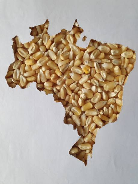 istock Brazil map with corn seeds and white background 1173485108