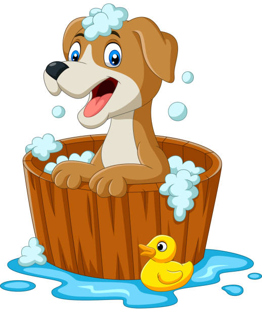 Puppy In Barrel Stock Photos, Pictures & Royalty-Free Images - iStock
