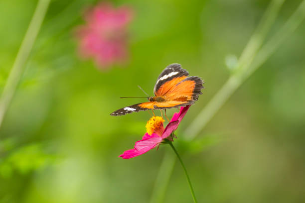 istock Butterfly in flower field 1173486788