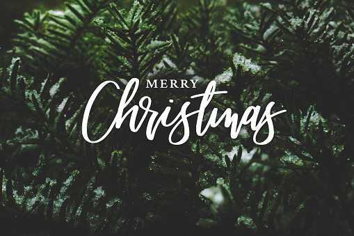 Merry Christmas Script Text Over Evergreen Tree Background Covered in Snow
