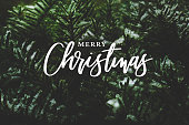Merry Christmas Script Over Evergreen Tree Background