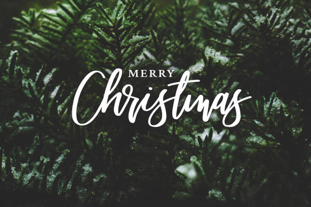 Merry Christmas Script Over Evergreen Tree Background Merry Christmas Script Text Over Evergreen Tree Background Covered in Snow pine tree photos stock pictures, royalty-free photos & images