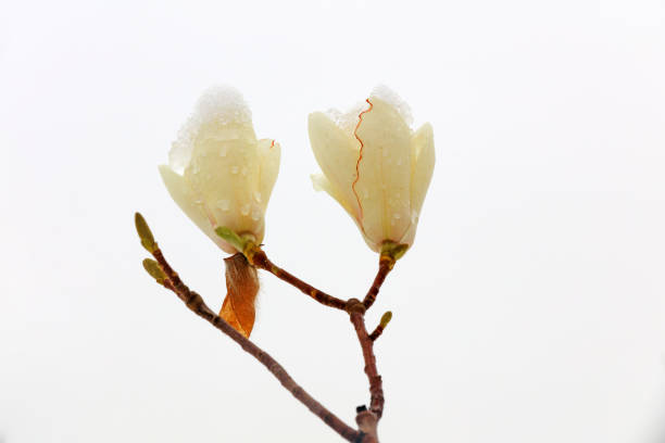 Magnolia flower Covered with ice and snow\