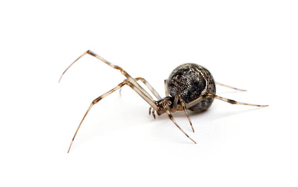 istock Common house spider - Achaearanea tepidariorum 117349302