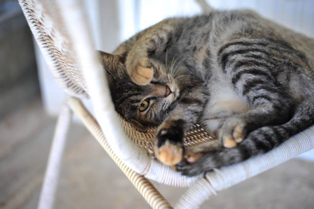istock the cat sleep on chair so cute 1173493857