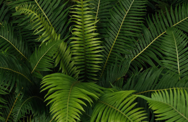 Photo of Fern in tropical rain forest