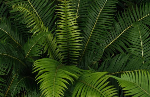 папоротник в тропическом дождевом лесу - wilderness area close up leaf plant стоковые фото и изображения