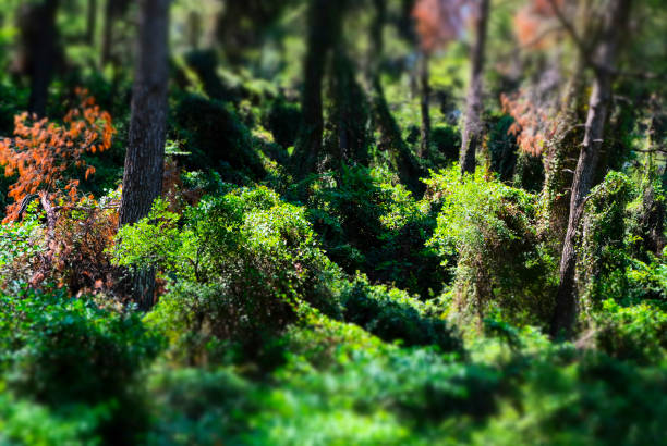 The deep Green. Tropical rain forest. Background - Jungle