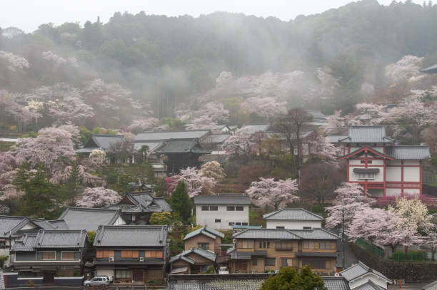 istock Hasedera and cherry blossoms where morning glory occurs 1173499484