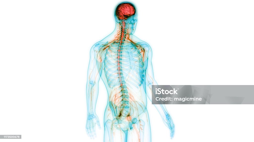 Human Central Nervous System with Brain Anatomy 3D Illustration of Human Central Nervous System with Brain Anatomy The Human Body Stock Photo