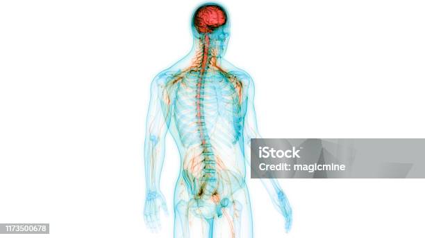 Human Central Nervous System With Brain Anatomy Stock Photo - Download Image Now - The Human Body, Anxiety, Contemplation