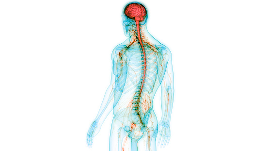 Sistema Nervioso Central Humano con Anatomía Cerebral photo