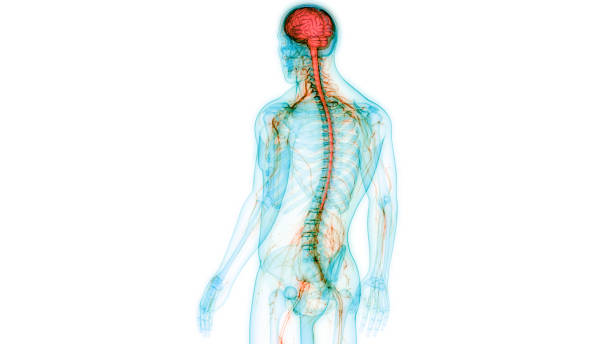 sistema nervoso centrale umano con anatomia cerebrale - sistema nervoso umano foto e immagini stock