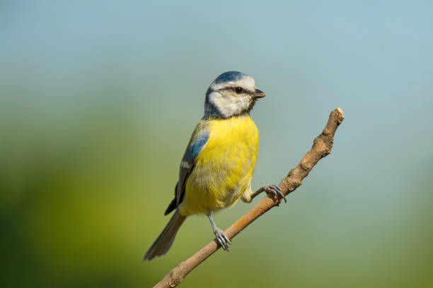 istock Small bird cute blue tit sitting on tree branch 1173500994