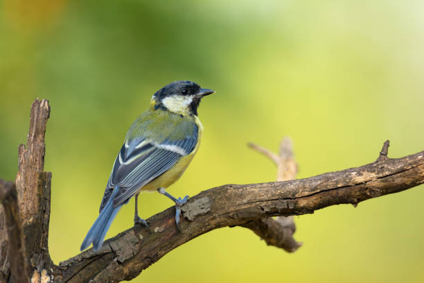 istock Small bird great tit sitting on tree branch 1173501022